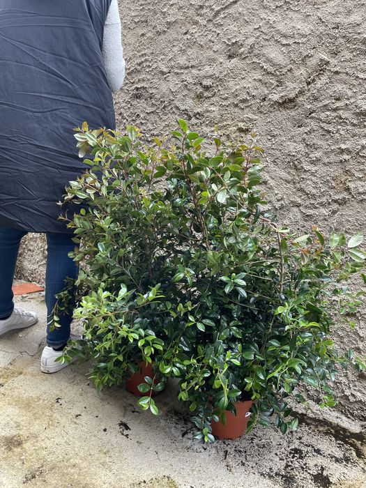 Eugenias mirtyfolias