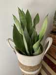 Sansevieria sansewieria Moonshine różne wielkości Spiral Star