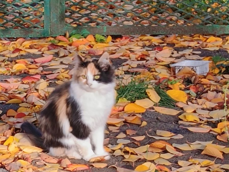 Кошечки в хорошие руки район Роковатой