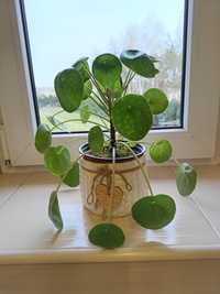 Pieniążek, Pilea peperomioides