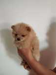 Pomeranian boo aktualne