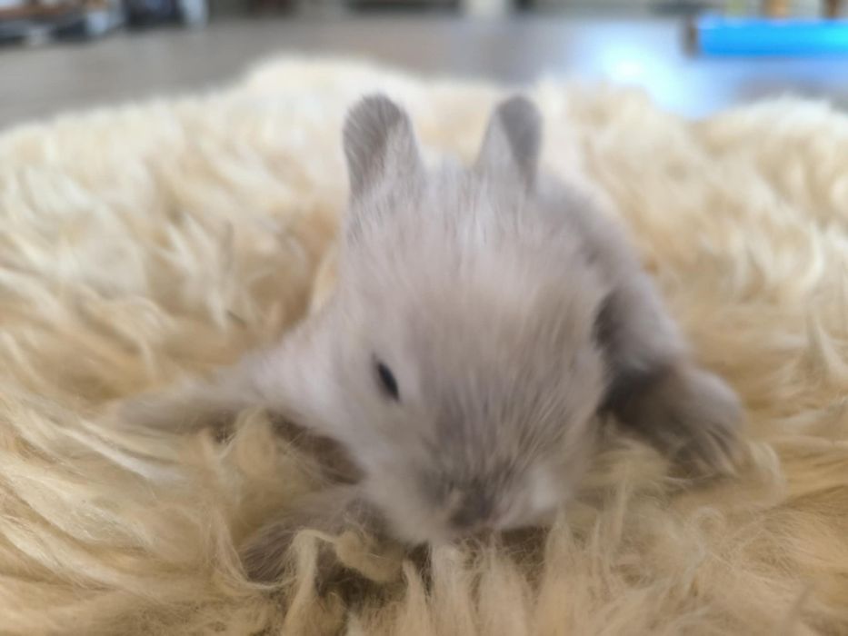 Lionhead Króliki miniaturki ostatnie 3 szt. REZERWACJA!!