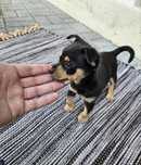 Pinscher miniatura - macho