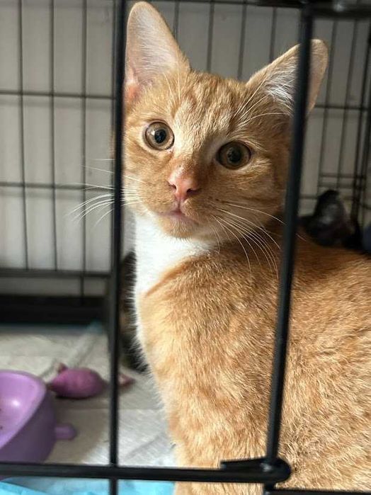SIMBA - 6 miesięczny proludzki rudy kocurek szuka domku!