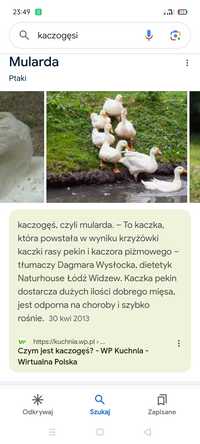 Sprzedam jaja lęgowe kaczogęsi MULARDA