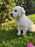 Suczka Golden Retriever FCI/ ZKwP