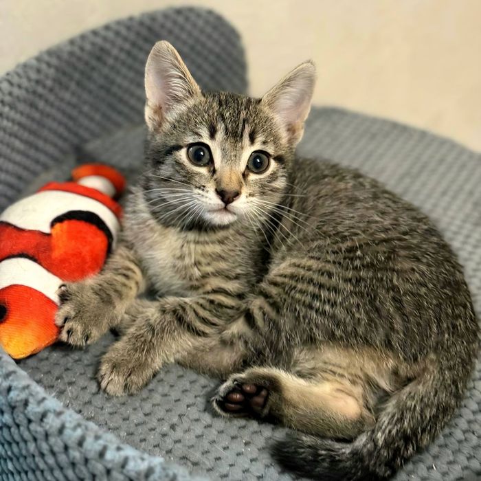 Котя, милый мальчик ждет своего человека