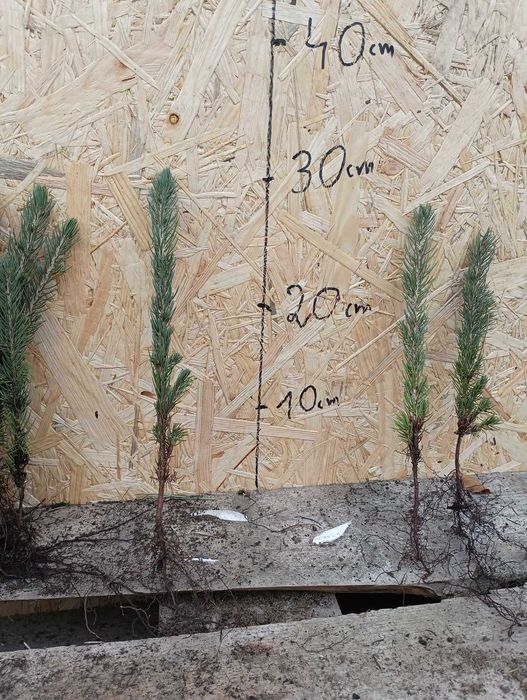 Świerk Srebrny odm. Kaibab ( Picea pungens)15-30 cm