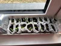 Saco muda plantas biodegradável
