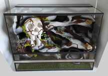 Terrarium dla węża zbożowego, TW24Cz3, AquaWaves