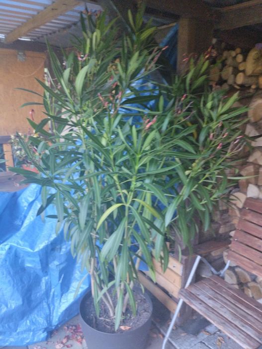 Różowy Oleander 150 cm