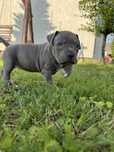 Amstaff suczka błękitna blue
