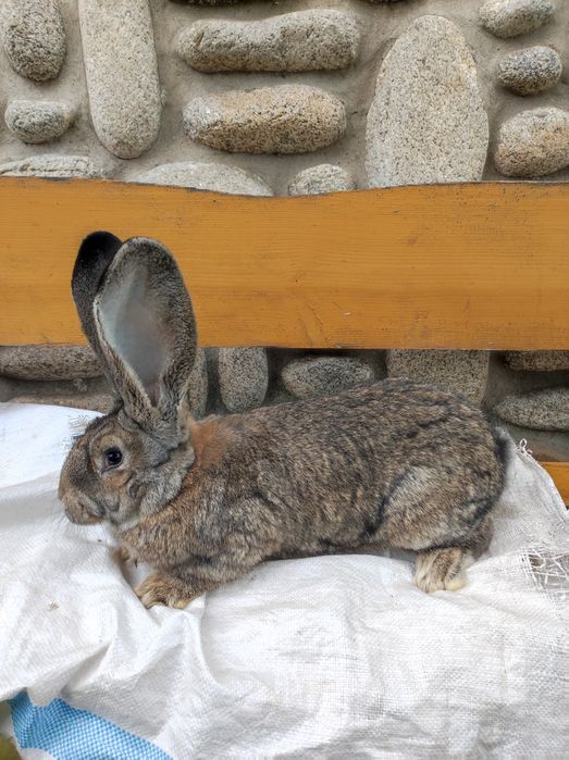 Samce Olbrzym Belgijski