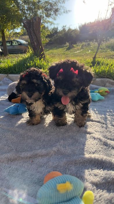 Caniche lindissima menina