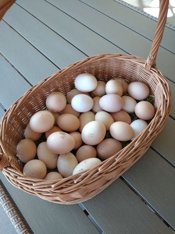 Jajka swojskie wiejskie