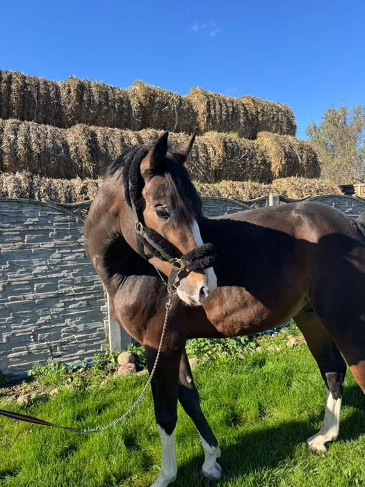 Carmel Macchiato Di Caprio Z
