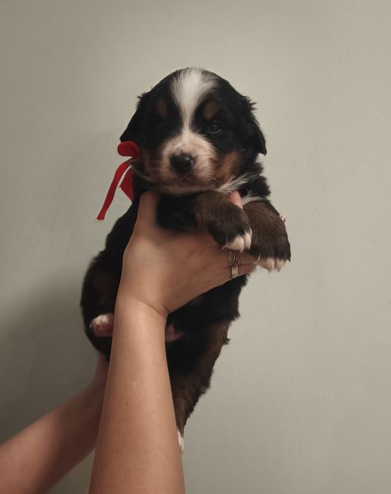 Berneński pies pasterski, chłopiec z metryka FCI / ZKwP po przepadanyc