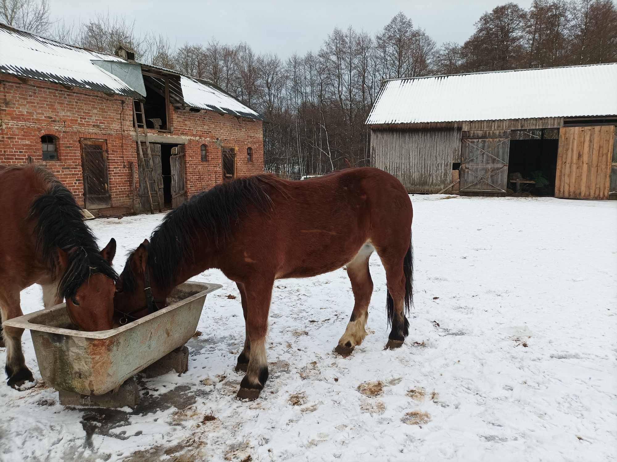 Sprzedam konie - dwie źrebice ok. 2 letnie