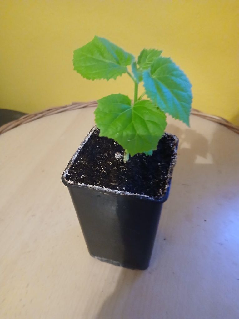 Drzewo Tlenowe Paulownia sadzonki tegoroczne
