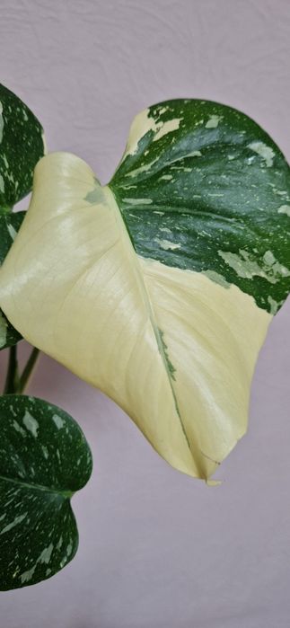 Монстера Тайське сузір'я. Тайское созвездие