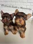Yorkshire Terrier czekoladowa dziewczynka