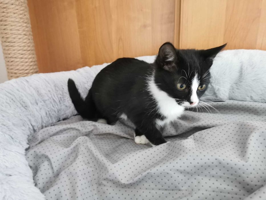 Młody chętny do zabawy kocurek