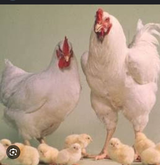 Інкубаційне яйце