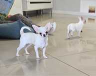 Chihuahua *Mini* piesek