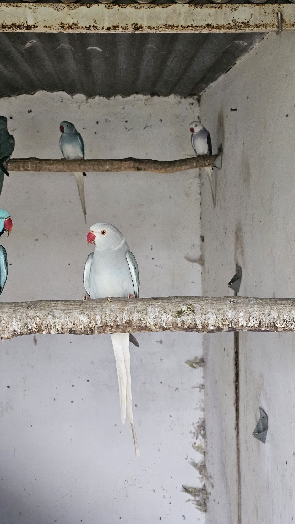 Ring necks e outras aves