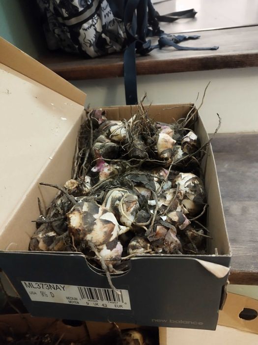 Kany czerwone pudełko rośliny