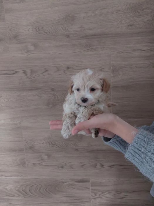‼️Exclusive‼️Щенки Мальтипу от титулованных родителей maltipoo f1