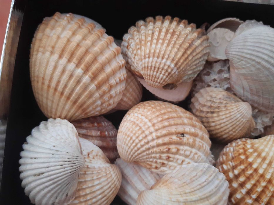 Caixa cheia de conchas grandes