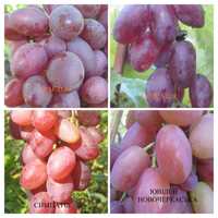 Саджанці винограду 2-річні