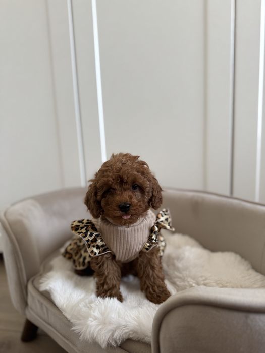 Sliczna sunia pudel toy