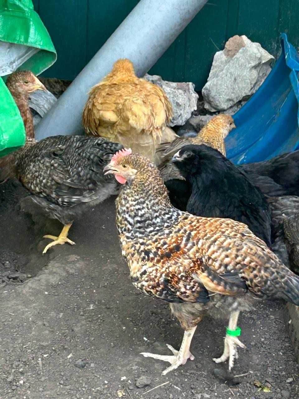 Продам підрощених курчат