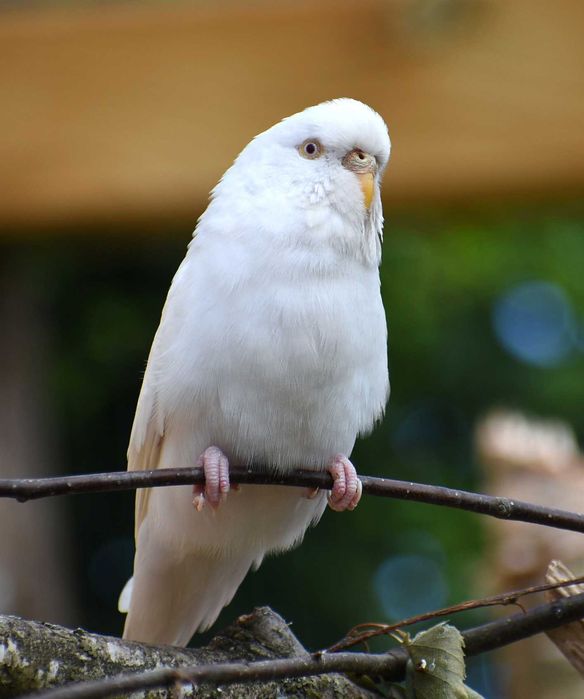 Papużki papuga falista falki Papużki faliste