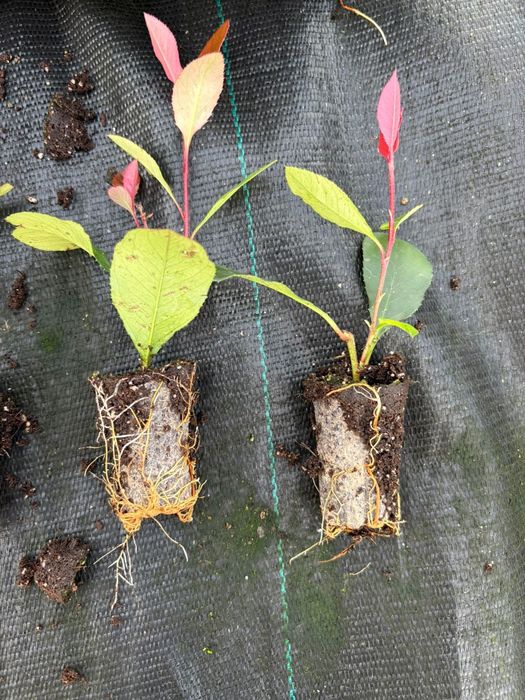 Sadzonki Głogownik Photinia Redrobin multiplat 104 szt