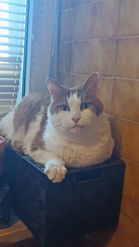 Kocurek do adopcji