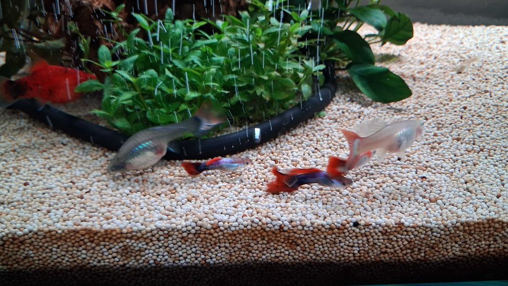 guppys machos e femeas para venda