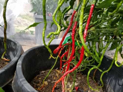 10 sementes de Pimenta Thunder Mountain Longhorn