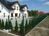 Туя по периметру забора с гарантией. Самая дешёвая цена