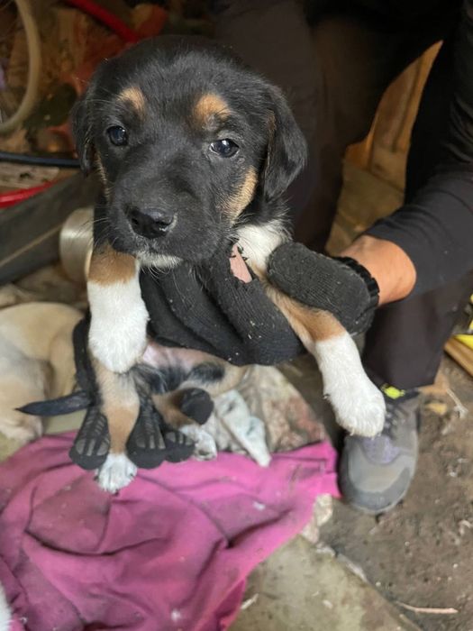 Віддамо в добрі руки цуценят знайдених в лісі