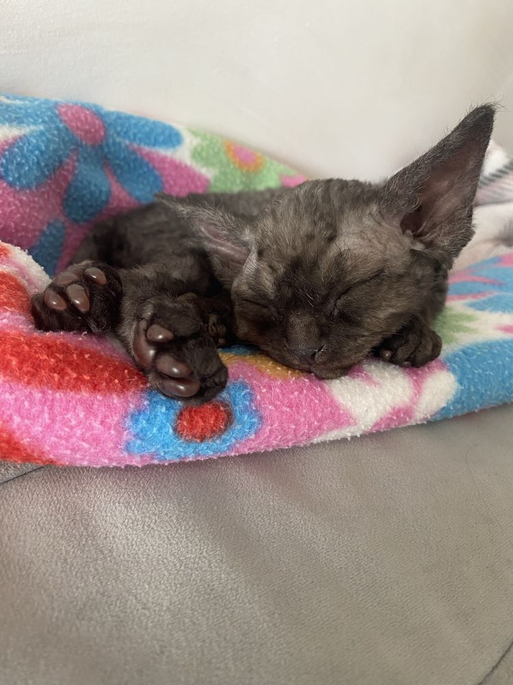 Kocurek Devon Rex