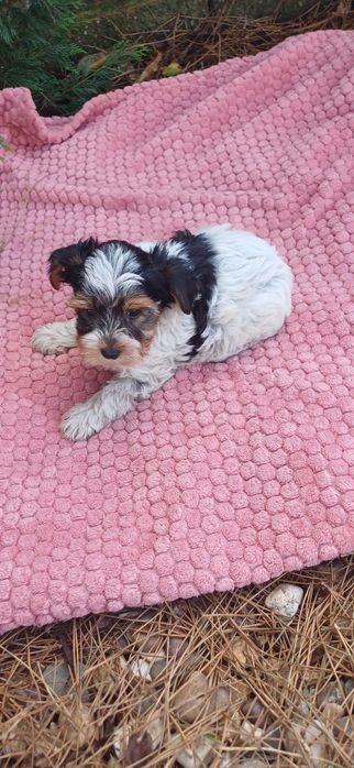 Biewer macho miniatura