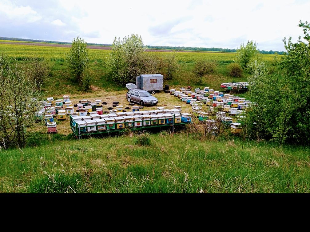 Продам бджолопакети Українськ степова