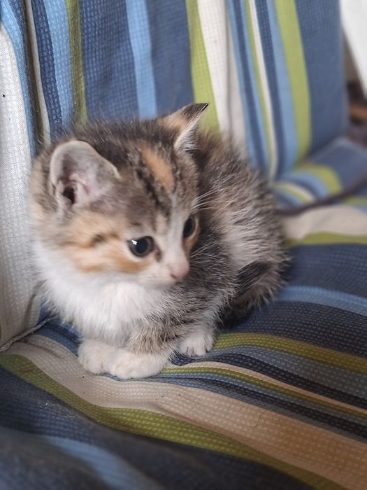 Kociaki szukaja domu