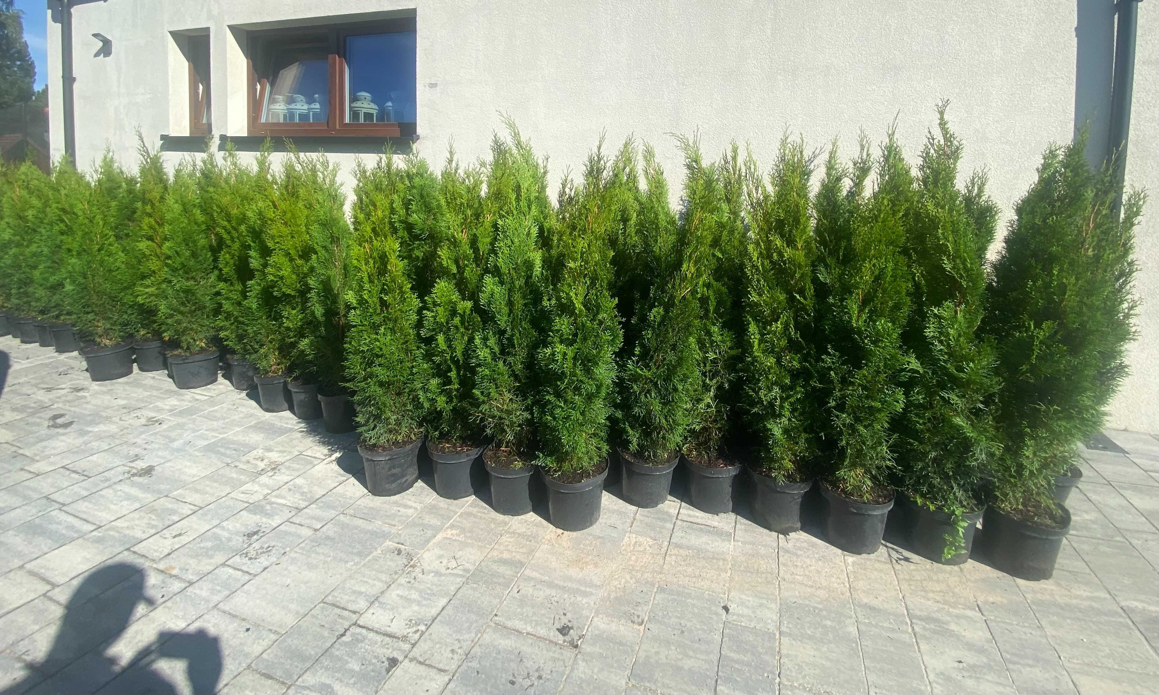 Tuje szmaragd , Tuja szmaragd , Thuja Szmaragd 100-120cm , 150-200cm