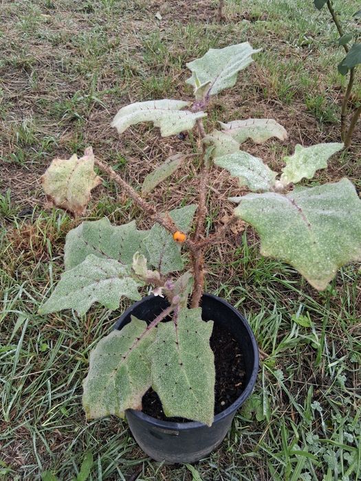 Planta lulo a  produzir