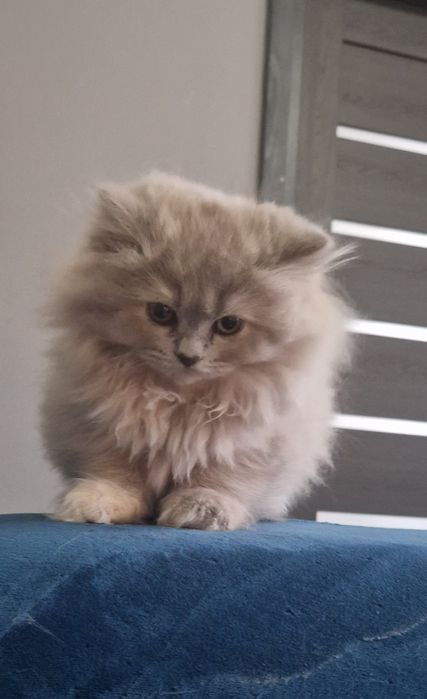 Kocurek Brtytyjski długowłosy Liliowy