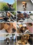 Czarus beagle szuka kochajacego domku